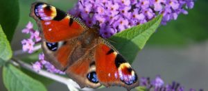 peaccok butterfly on buddleia 1024 x 451
